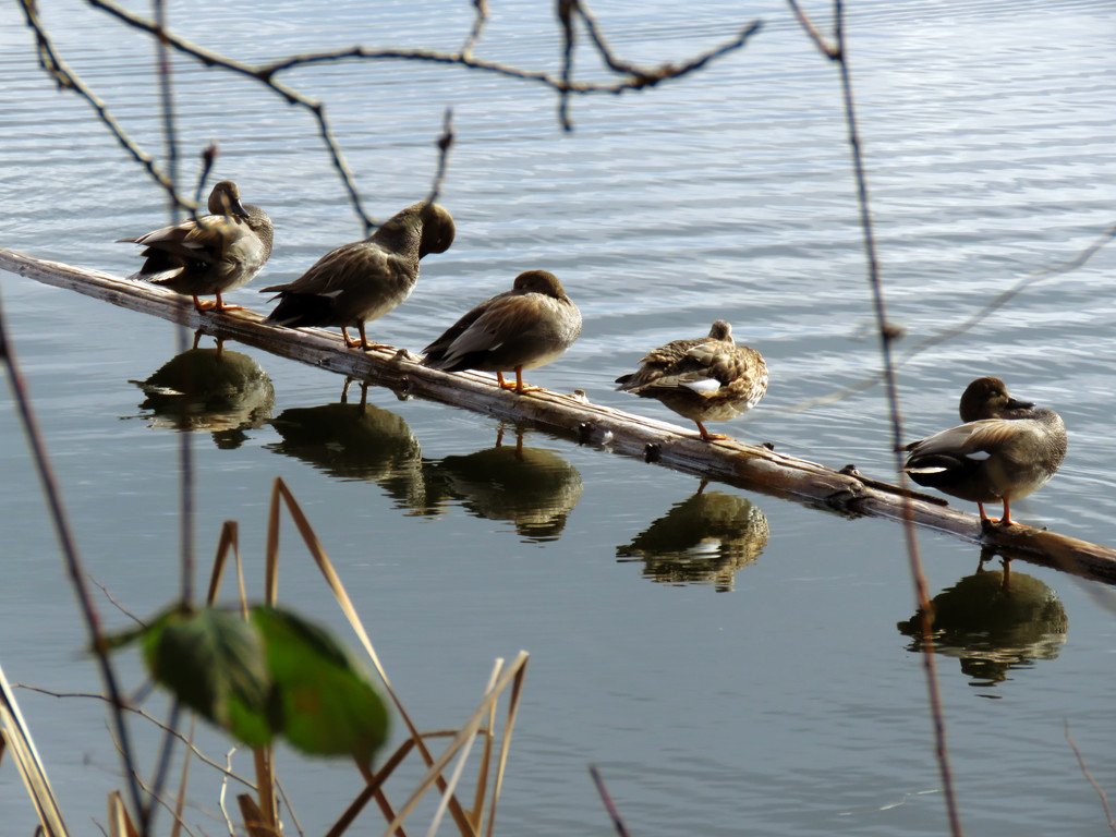 Ducks In A Row by seattlite
