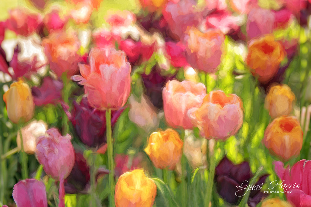 Tulips (Monet style) by lynne5477