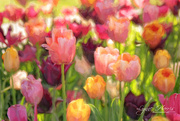 27th Mar 2021 - Tulips (Monet style)
