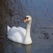Swan by g3xbm