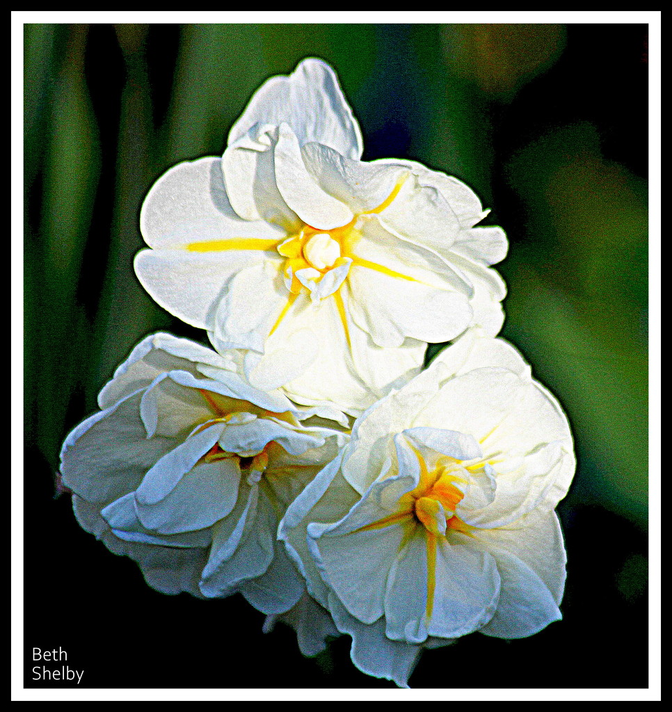 Narcissus by vernabeth