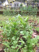 24th Mar 2021 - Nice little crop of cilantro came up!
