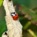 Ladybird by fishers