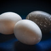 Duck Eggs by vera365