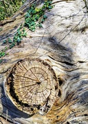 27th Mar 2021 - Dead tree textures
