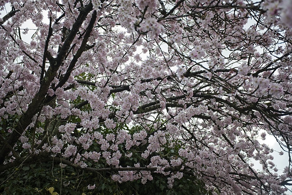 Day 85 Cherry blossom by delboy207