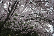 26th Mar 2021 - Day 85 Cherry blossom