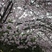 Day 85 Cherry blossom by delboy207