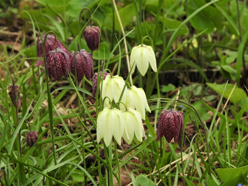  Snakeshead Fritillaries at the Weir Garden by susiemc