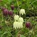  Snakeshead Fritillaries at the Weir Garden by susiemc