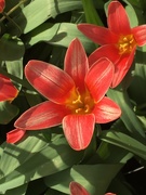 26th Mar 2021 - Cheerful Tulips