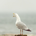 Herring Gull by brotherone