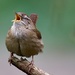 Birdsong! by carole_sandford