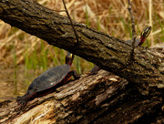 27th Mar 2021 - painted turtles on a log