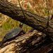 painted turtles on a log by rminer