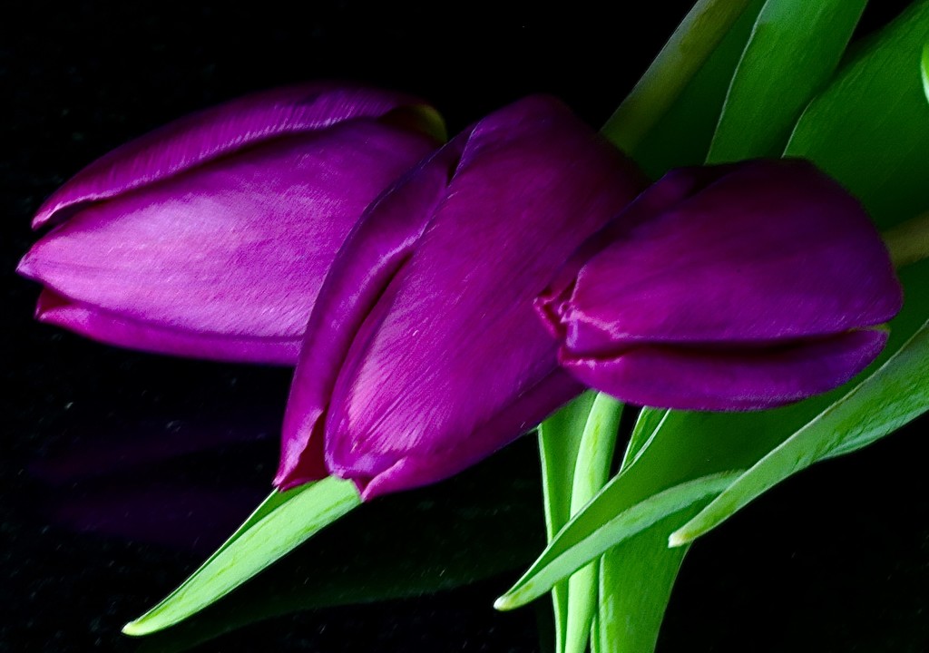Purple Tulips by carole_sandford