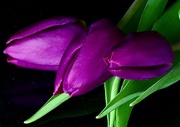 27th Mar 2021 - Purple Tulips