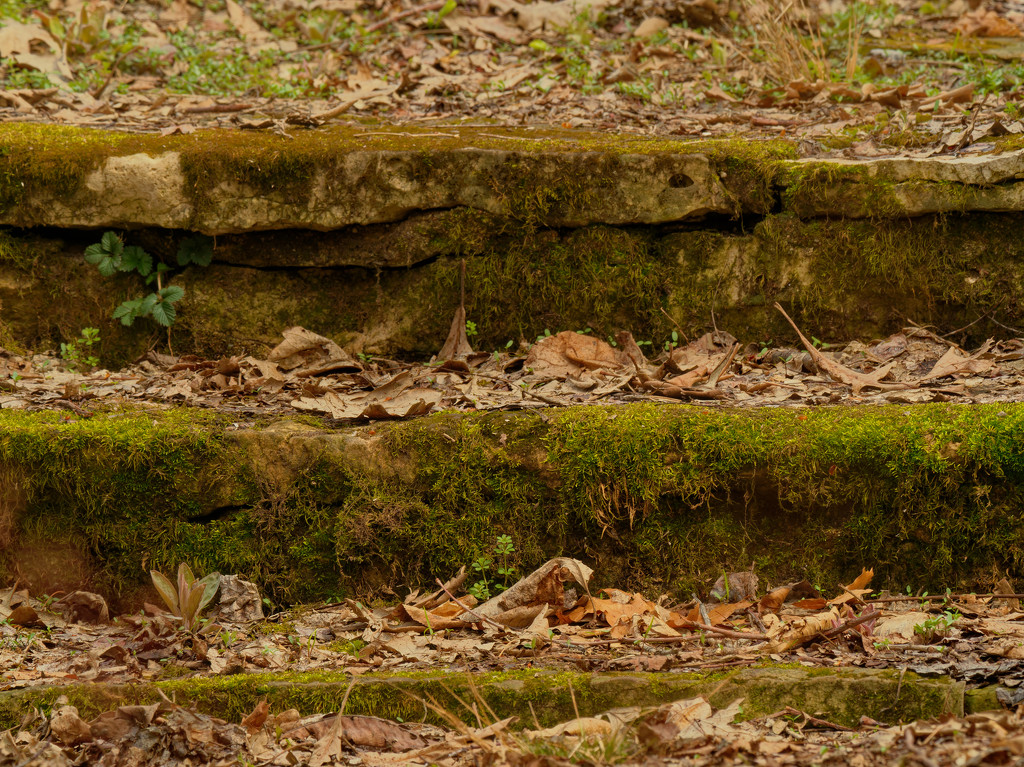 mossy stone steps by rminer