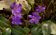 27th Mar 2021 - periwinkle 