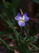 28th Mar 2021 - My 7th wildflower find of spring...