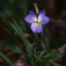 My 7th wildflower find of spring... by marlboromaam