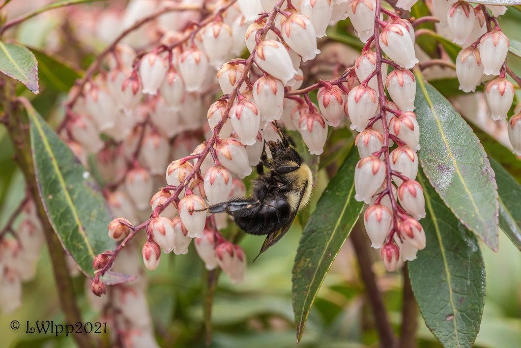 Bee Happy  by lesip