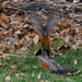 Spring break for Robins by larrysphotos