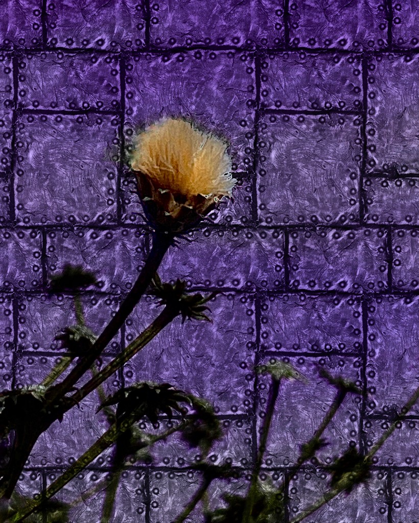 On a Purple Background  by njmom3