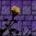 On a Purple Background  by njmom3