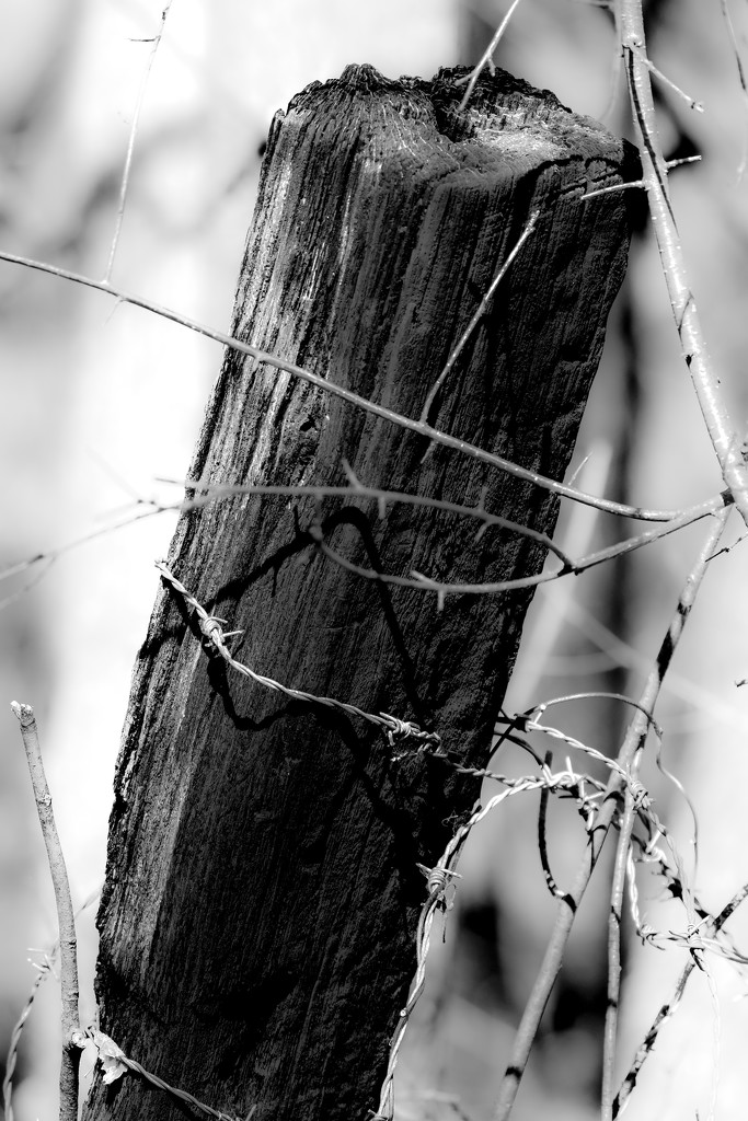 Old Barbed Wire by tosee