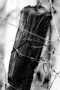 27th Mar 2021 - Old Barbed Wire