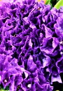 27th Mar 2021 - Purple Flower Filler