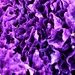 Purple Flower Filler by jo38