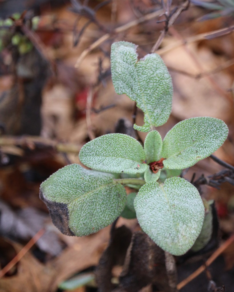 March 18: Green Sage by daisymiller