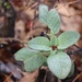 March 18: Green Sage by daisymiller