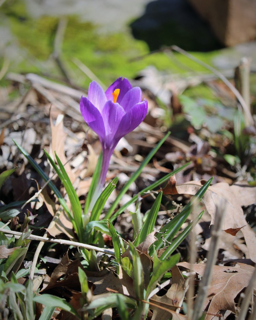 March 20: Purple Crocus by daisymiller