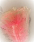 21st Mar 2021 - March 21: Pink Duster