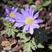 March 27: Purple Primrose by daisymiller