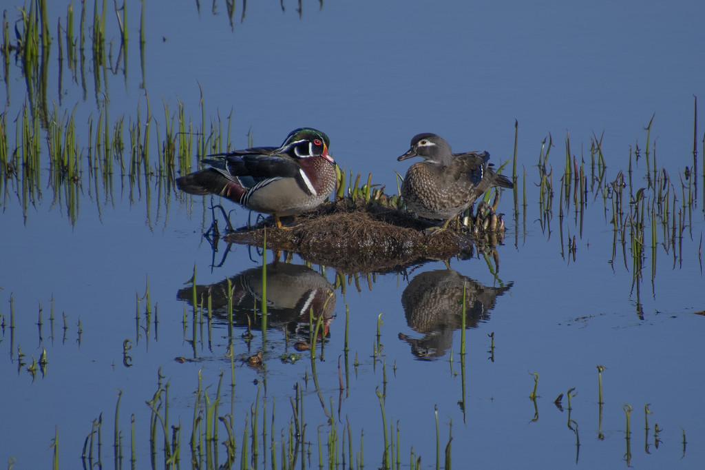 Wood Duck Island by timerskine
