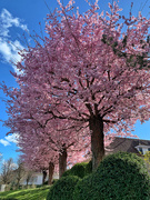28th Mar 2021 - Pink trees. 