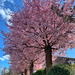 Pink trees.  by cocobella