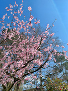 28th Mar 2021 - Blue sky and pink flower. 