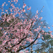Blue sky and pink flower.  by cocobella
