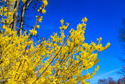 27th Mar 2021 - Yellow and Blue