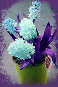27th Mar 2021 - ETSOOI Hyacinths