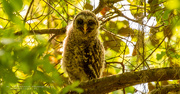 27th Mar 2021 - Barred Owl Baby!