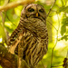 Barred Owl Dad! by rickster549