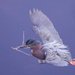 Green heron in flight with nesting material   by dutchothotmailcom