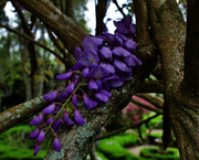 20th Mar 2021 - Wisteria never forgets