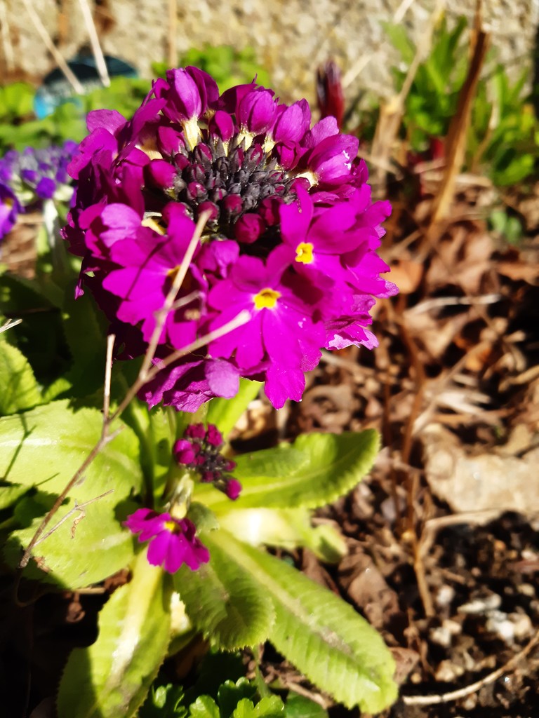Primula popping up  by sarah19
